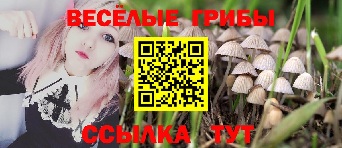 Алексин  Псилоцибиновые грибы мицелий  купить наркоту  Вход с VPN 